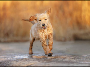 Churro’s Training Adventures: Week in Review