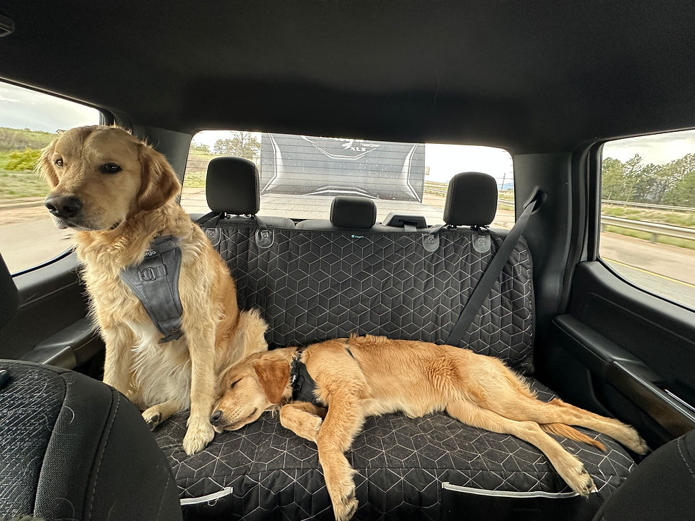 Two Golden Retrievers on a car seat; one sitting, the other sleeping and taking up most of the seat.
