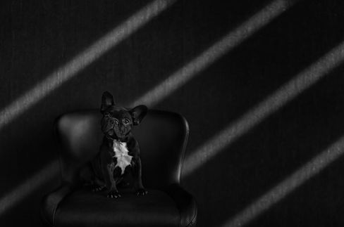 French Bulldog on black chair with striped light