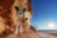 Two dogs on red rocks with bright sun and ocean