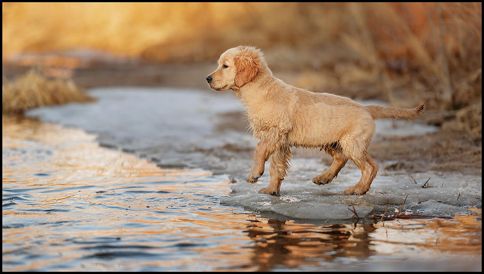 Golden retriever puppy at a creek.