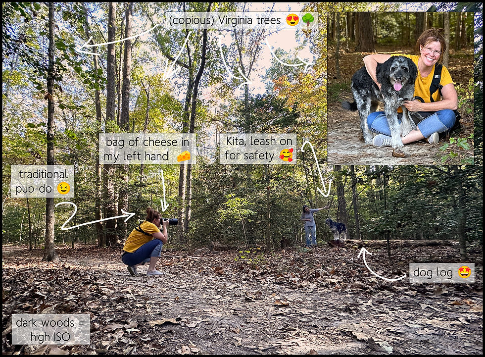 Behind the Scenes (BTS) of a dog photography session at Totopotomoy Creek Battlefield, Virginia