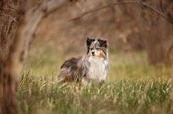 Australian Shepherd in tall grass
