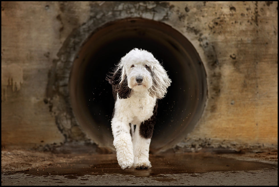 Sheepadoodle runs out of a concrete tunnel. The wet ground reflects the dog, creating a dynamic and playful scene.