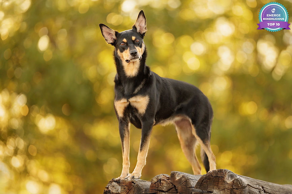 Australian Kelpie standing on logs with a blurry bokeh background, Parker, Colorado