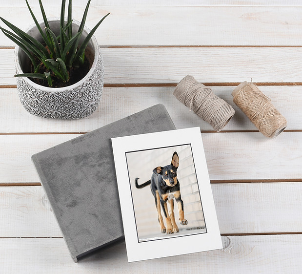 Australian Kelpie puppy as part of a folio box