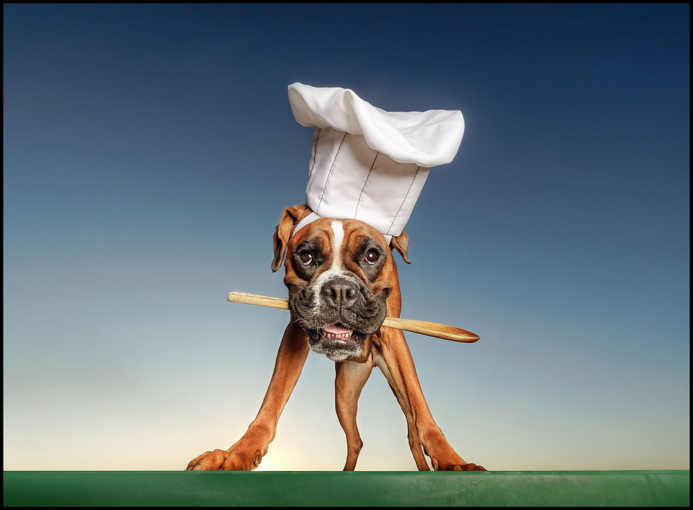 Boxer wearing a chef’s hat holding a wooden spoon in Parker, Colorado