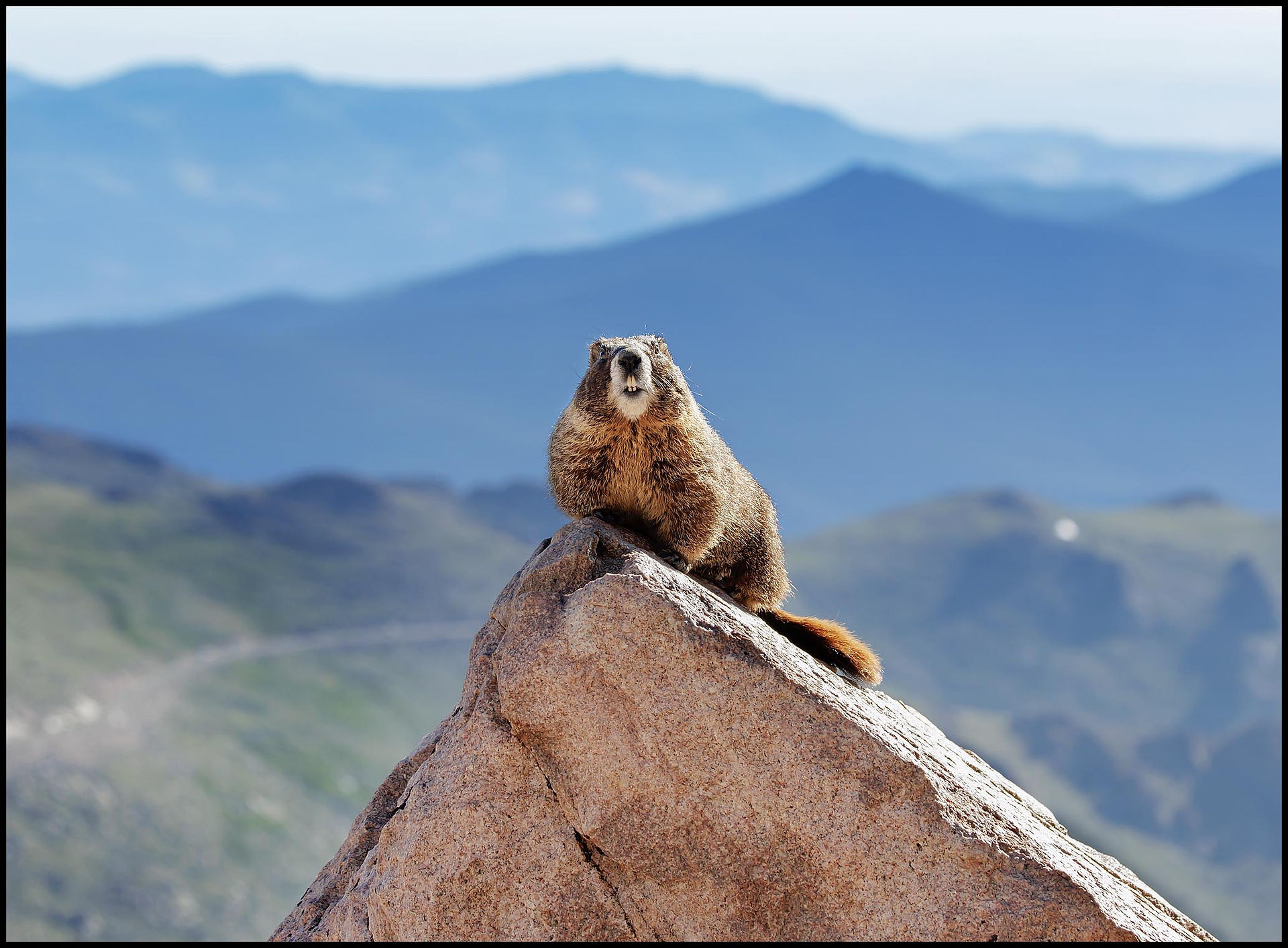 Marmot, doing what they do - lounging