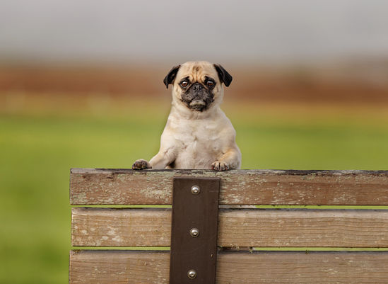 Pug dog looking over a bench