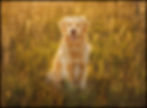 Golden retriever sitting in a sunlit field, surrounded by tall grass. Warm, golden hues evoke a peaceful, serene mood.