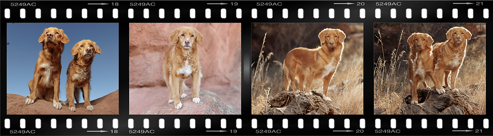 Filmstrip of additional (unedited) Nova Scotia Duck Tolling Retriever images at Red Rocks Canyon Open Space, Colorado Springs, Colorado