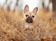 Fawn French Bulldog looking directly at camera in dry grass