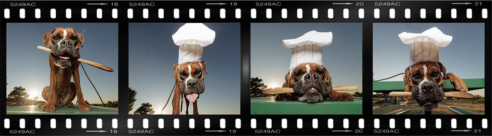 Filmstrip of (unedited) boxer chef images in Parker, Colorado