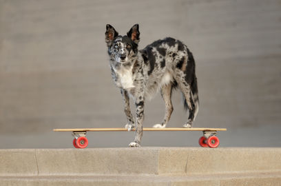 Australian koolie standing on a skateboard with red wheels