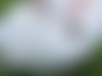 2 does in need of new homes!