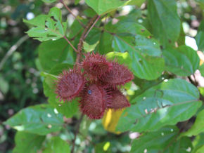Rojo que te quiero rojo