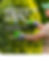 When Is the Best Time to Trim Trees in Houston, TX?