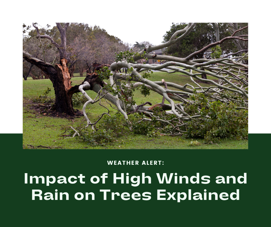 This happened. Don't let it happen to you. Get a FREE consultation with Sap Arborcare & Construction now.