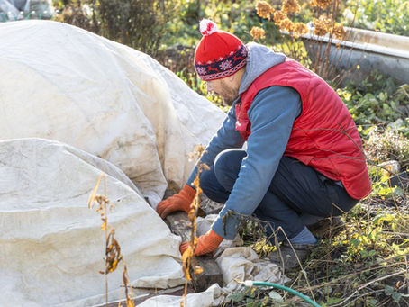 Houston Freeze 2026: How to Protect Your Trees, Pipes, and Landscape Before Temperatures Drop