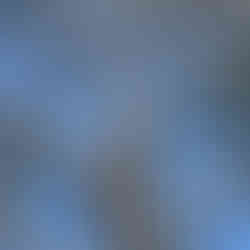 Tree branches with no leaves during the growing season, indicating poor tree health and a possible safety risk.