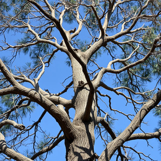 Tree branches with no leaves during the growing season, indicating poor tree health and a possible safety risk.