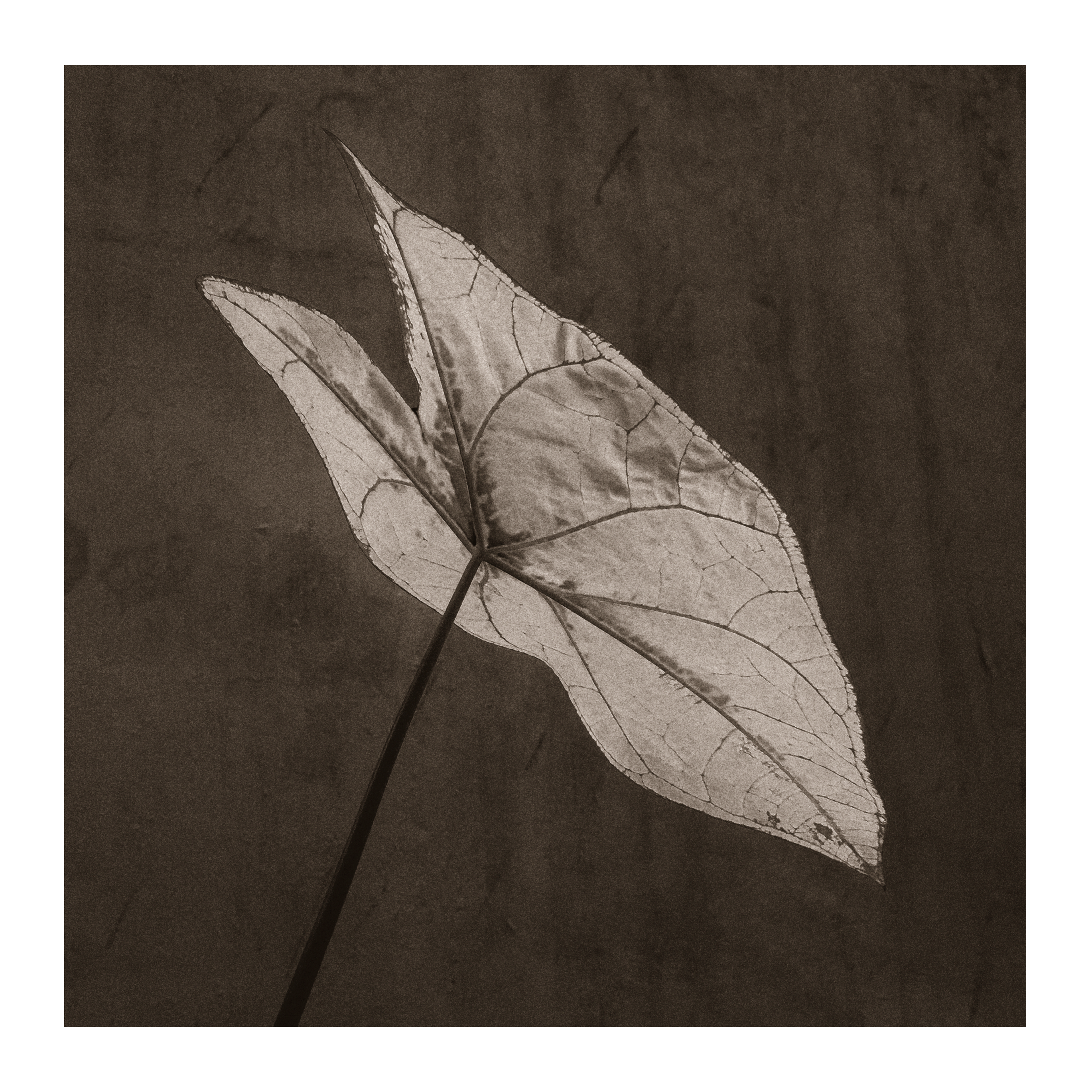 Untitled - Ramana Bandi