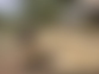 #2 November 2022: Building the terraces with recycled pallet wood