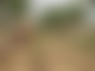 #6 end of July 2023: Cutting green manure