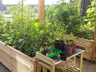 Balcony & Rooftop Educative Garden Creations