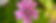 A close up of a pink flower on a plant_edited.jpg