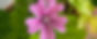 A close up of a pink flower on a plant_edited.jpg