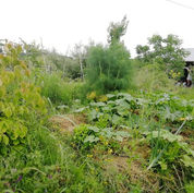 The secret of Natural Farming