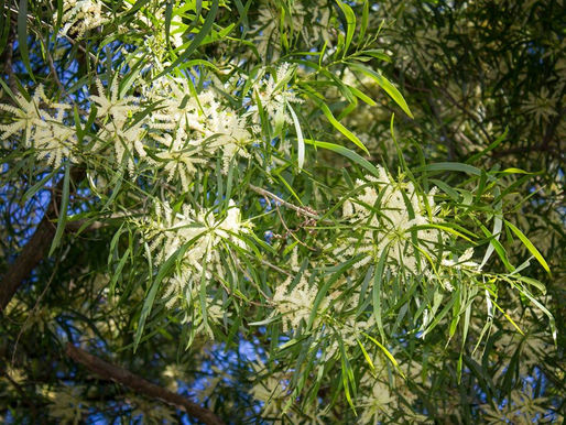 Various benefits of the Acacia tree
