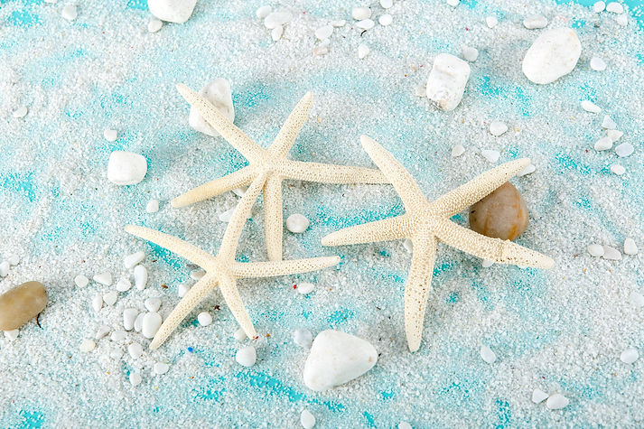 Seashells.jpeg
