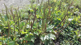 Breitwegerich - wie Flohsamen für das Eichhörnchen