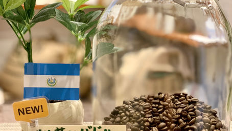 エルサルバドル　マラカラ　Washed