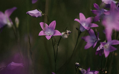 Nahaufnahme einer lila Blüte, die sanft im Wind schwingt.