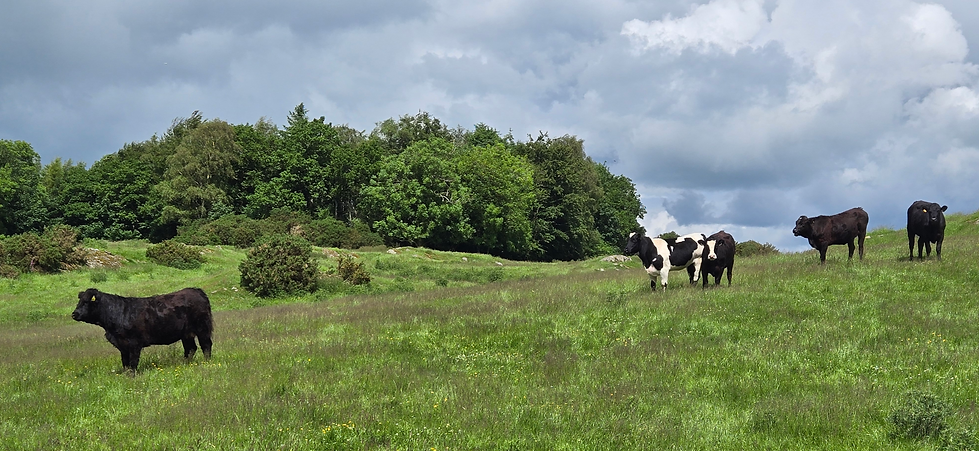 cows slim.png