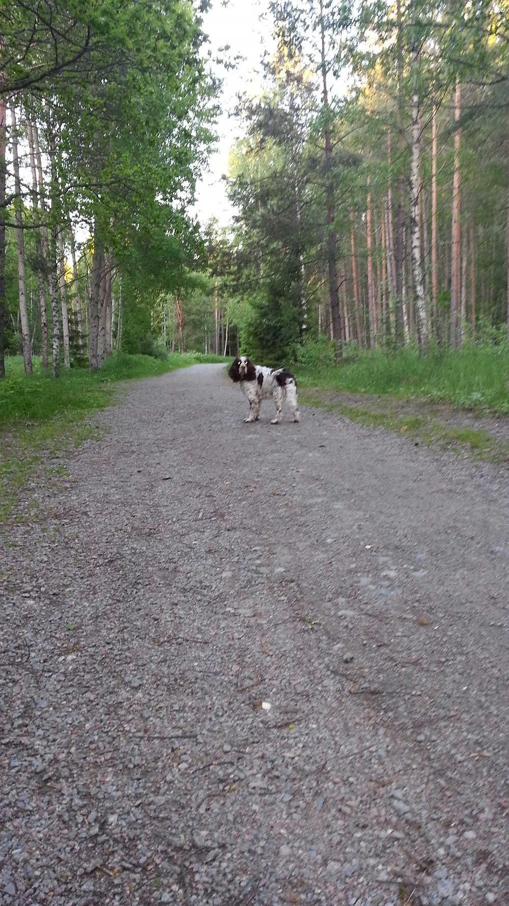 En kvällspromenad!