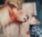 My suggested Daily Record headline: "Shameless killer Luke Mitchell steals carrot from starving veteran donkey"