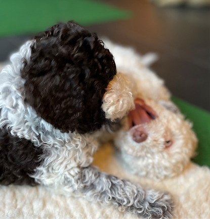 Pups aan het stoeien