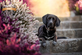 Hund in Erikablüte Posteiner Photography - Hundefotografie Wien Niederösterreich und Burgenland