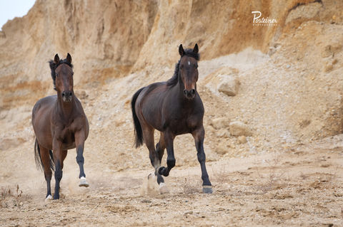 Pferd in der Schottergrube Kiesgrube Posteiner Photography