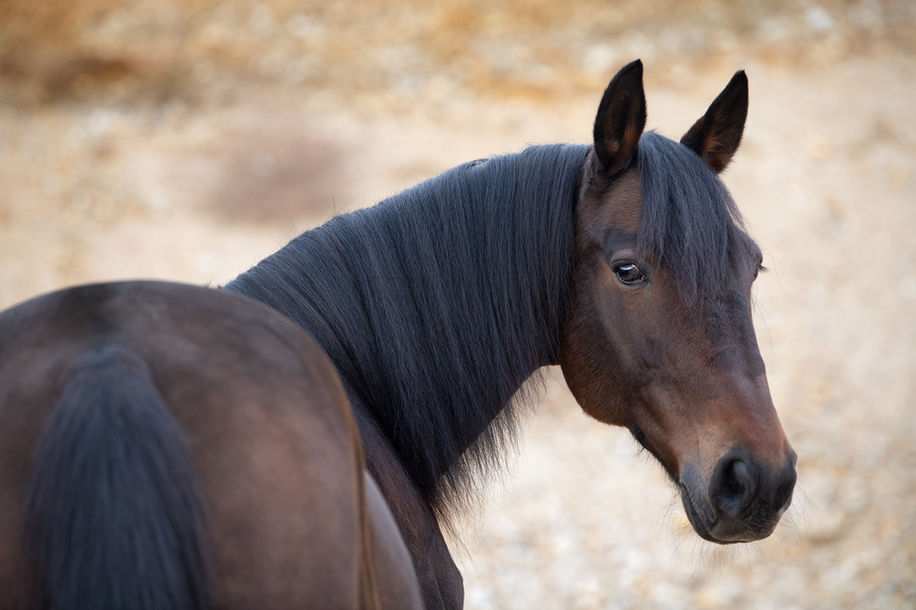 Pferd in der Kiesgrube Schottergrube