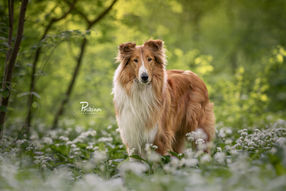 Hund Collie im Barlach Posteiner Photography - Hundefotografie Wien Niederösterreich und Burgenland