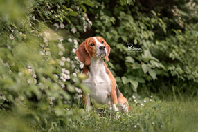 Hund Beagle Posteiner Photography - Hundefotografie Wien Niederösterreich und Burgenland