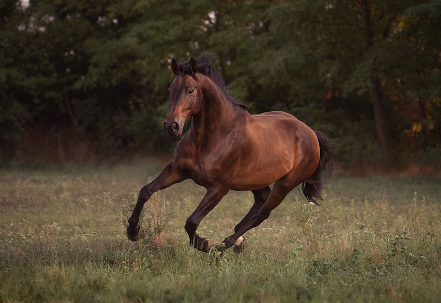 Pferd Posteiner Photography