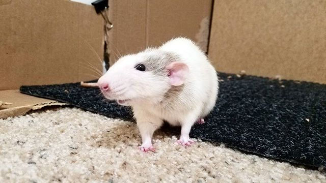 cardboard bedding for rats