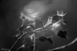 Fin d'après midi sur le Pariou