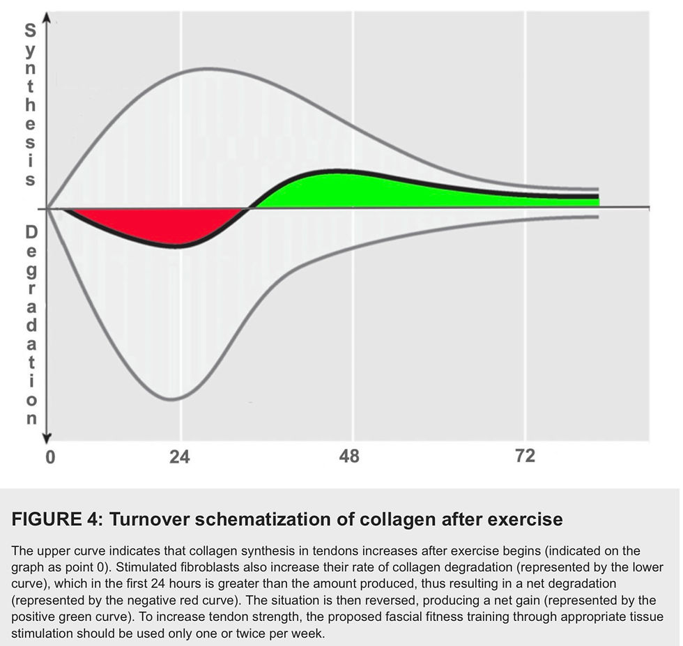 Graph showing collagen synthesis (green) and degradation (red) vs. time (0-72 hrs) post-exercise. Synthesis surpasses degradation after 24 hrs.